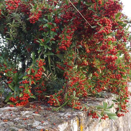 Solomia Ξενοδοχείο Panzano in Chianti Εξωτερικό φωτογραφία