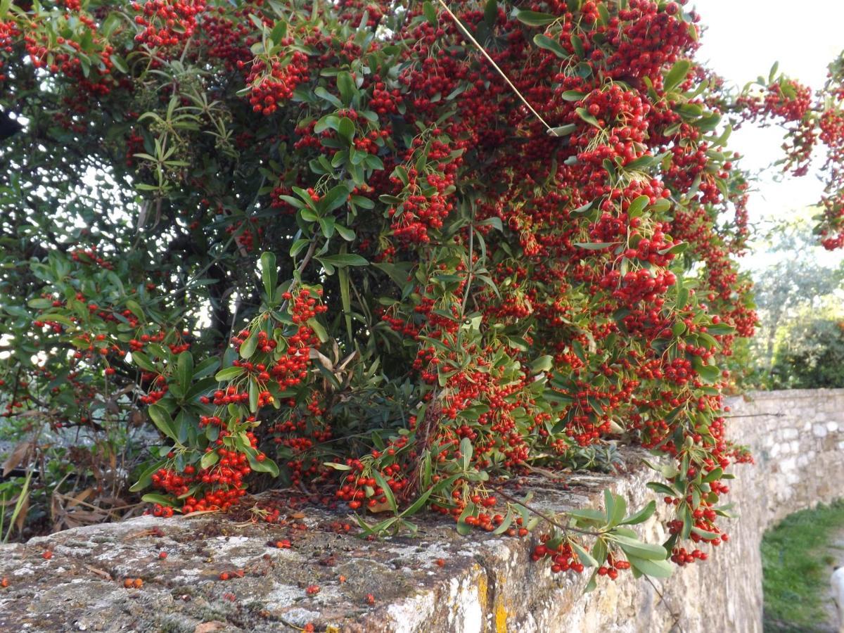 Solomia Ξενοδοχείο Panzano in Chianti Εξωτερικό φωτογραφία